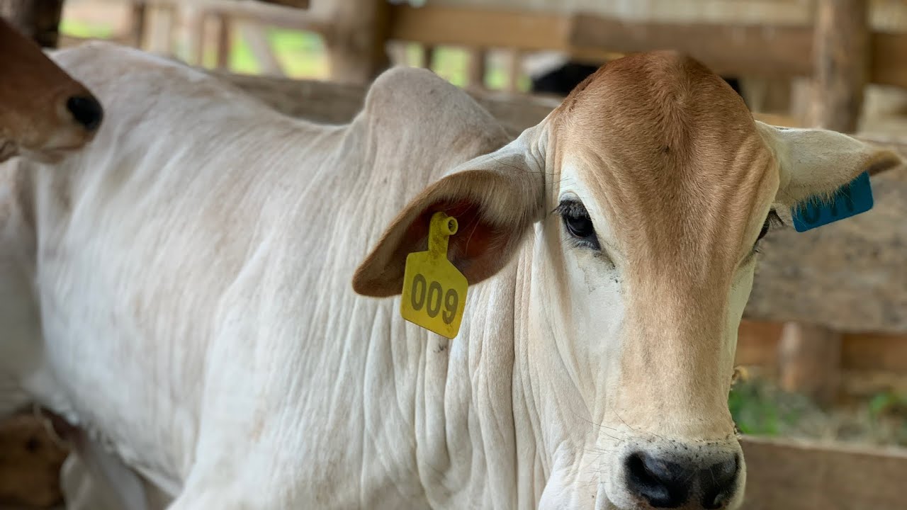 Intensive Cattle Farming in Ghana