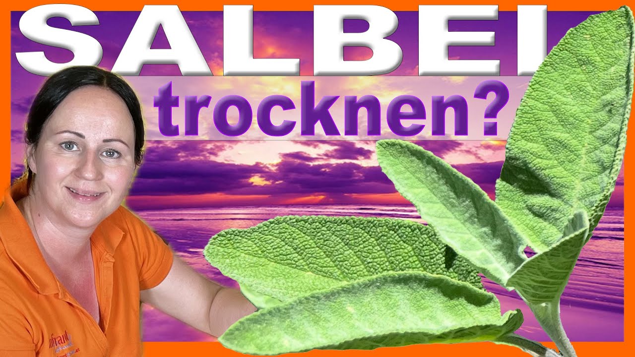 Salbei Tee 🫖 | Salbei  trocknen mit Infrarot Kräutercube #tee #salbei #wildkräuter #kräutergarten