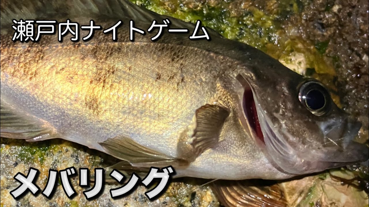 瀬戸内海でナイトメバリング 2025年3月