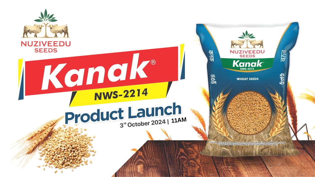 Introducing Wheat Variety NWS-2214 Kanak: Revolutionizing Crop Yield!