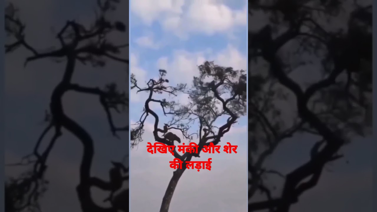#monkey#tiger#shorts#shortsfeed#shortvideo#viralvideo #viralanimals #monkeys#animals#wildlifecentury