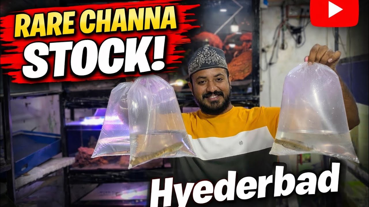 🔥 Premium Channa Fishes Available at Pets Corner and Aquarium Yousufguda 🔥