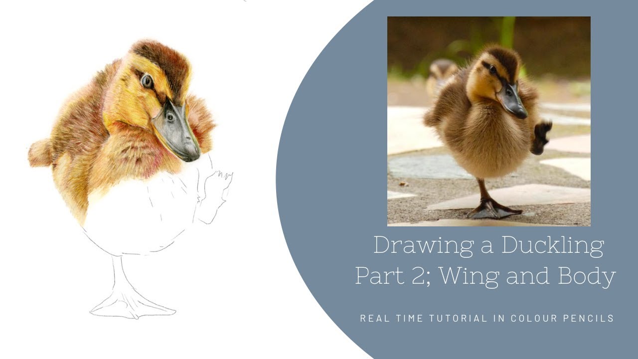 How to Draw a Realistic Duckling in Colour pencils | Real Time Tutorial | Part 2 Wing and Body