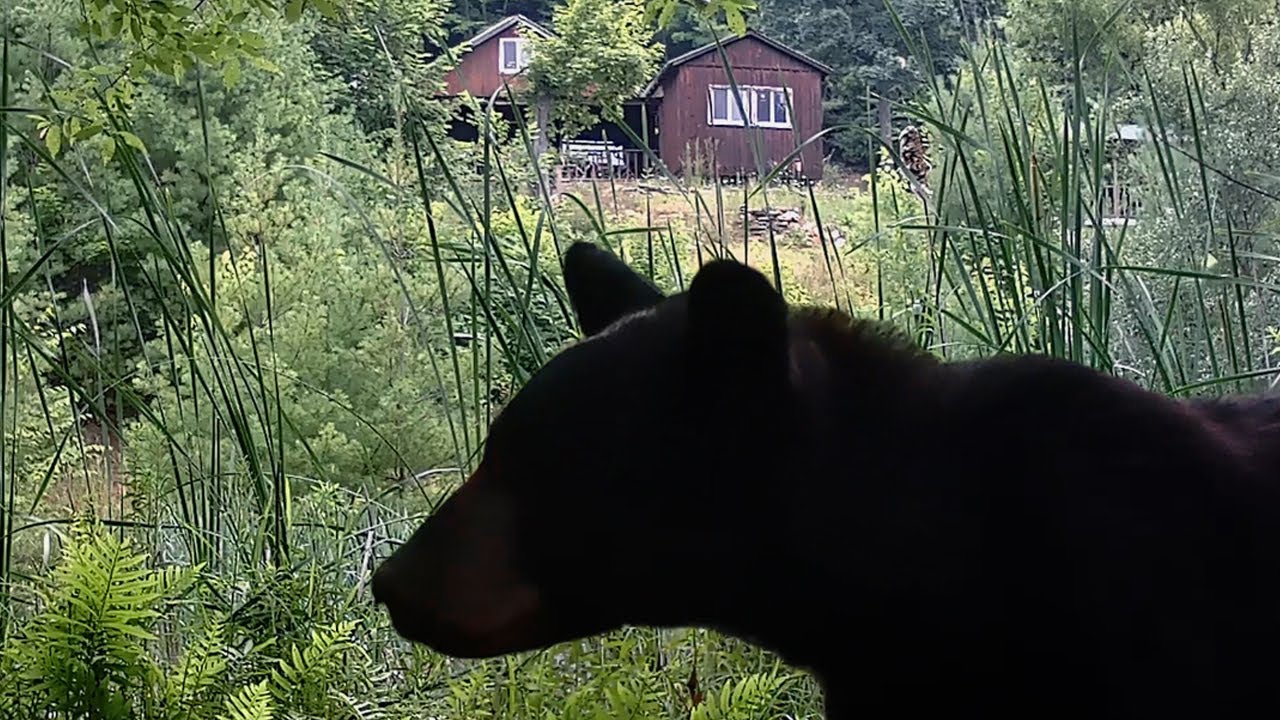 Trail Cam Videos | My Best of July Part 1 | Relax & Enjoy