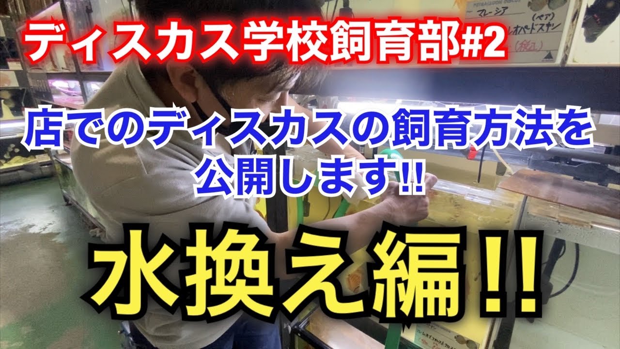 【ディスカス学校飼育部#2】店でのディスカスの飼育方法を紹介します‼︎水換え編‼︎ 汲み置きの仕方、コメントのアンサーなど。