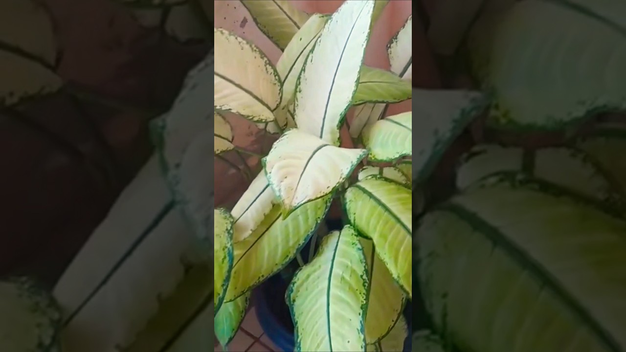 #plantas  #terapia di&aacute;ria