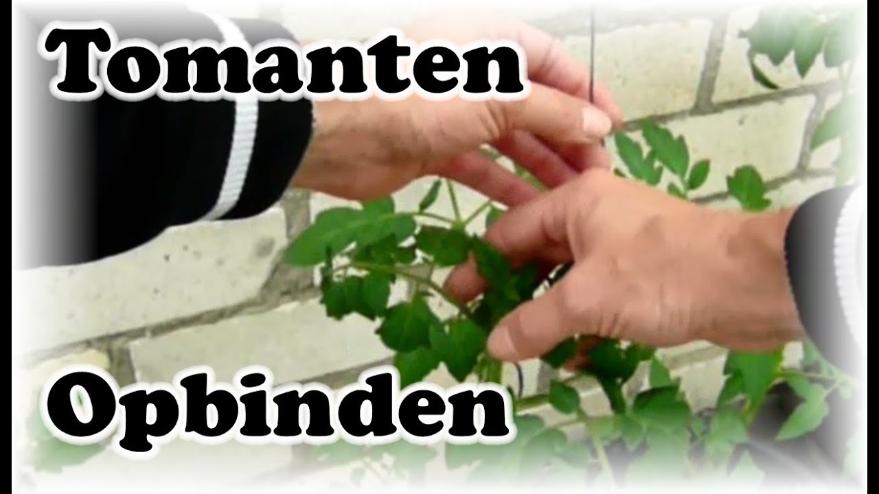 De Moestuin #35: Tomaten Opbinden