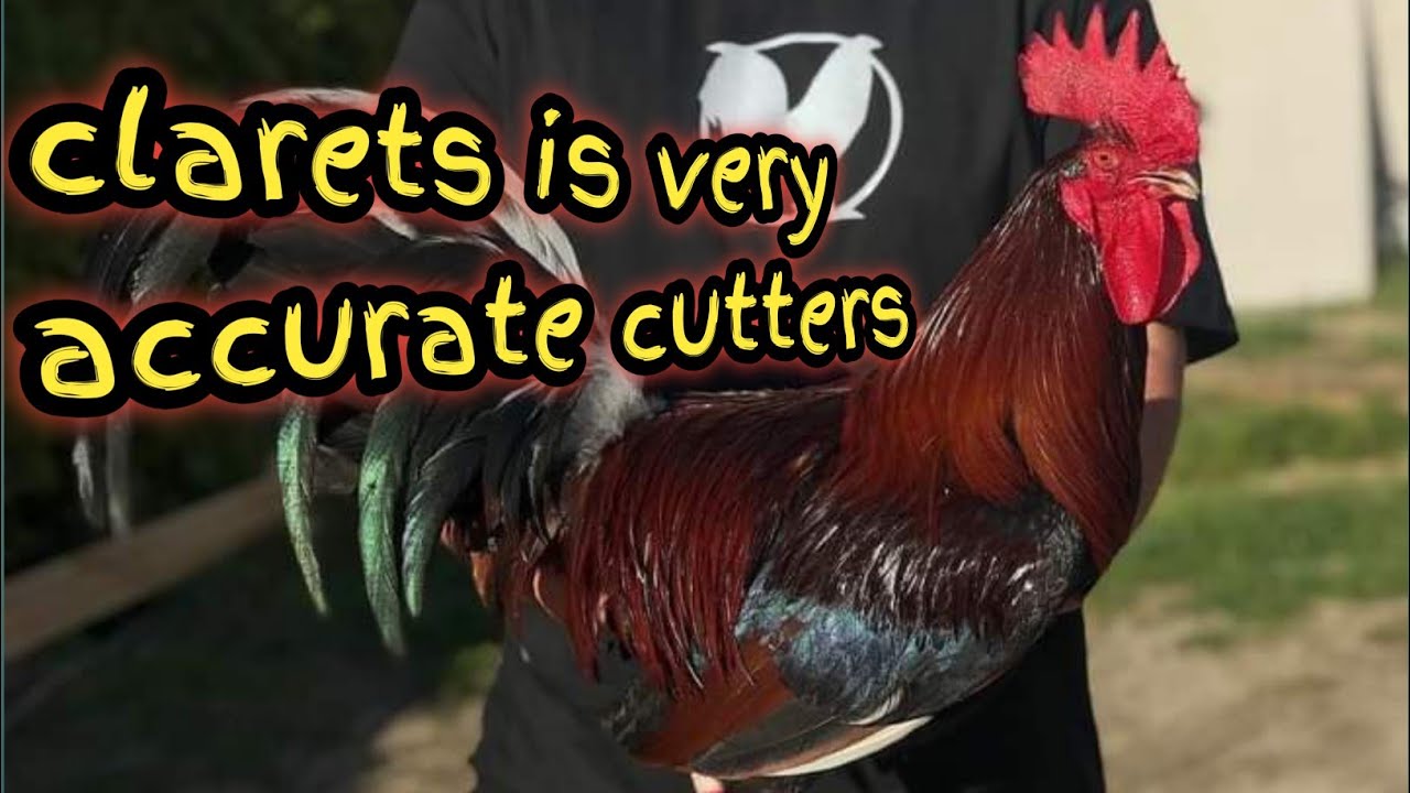 ALL ABOUT CLARET GAMEFOWL | MY PASSION HISTORY