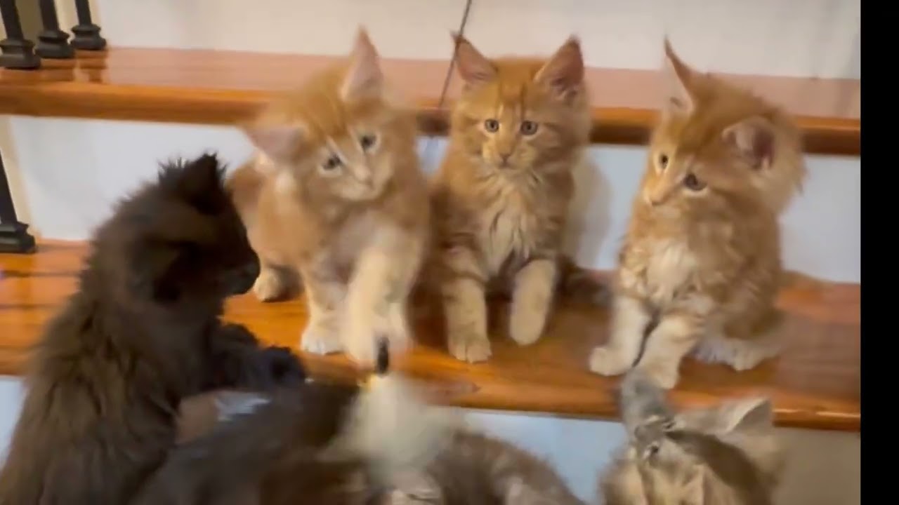 These Maine Coon Kittens Can’t Sit Still on the Steps
