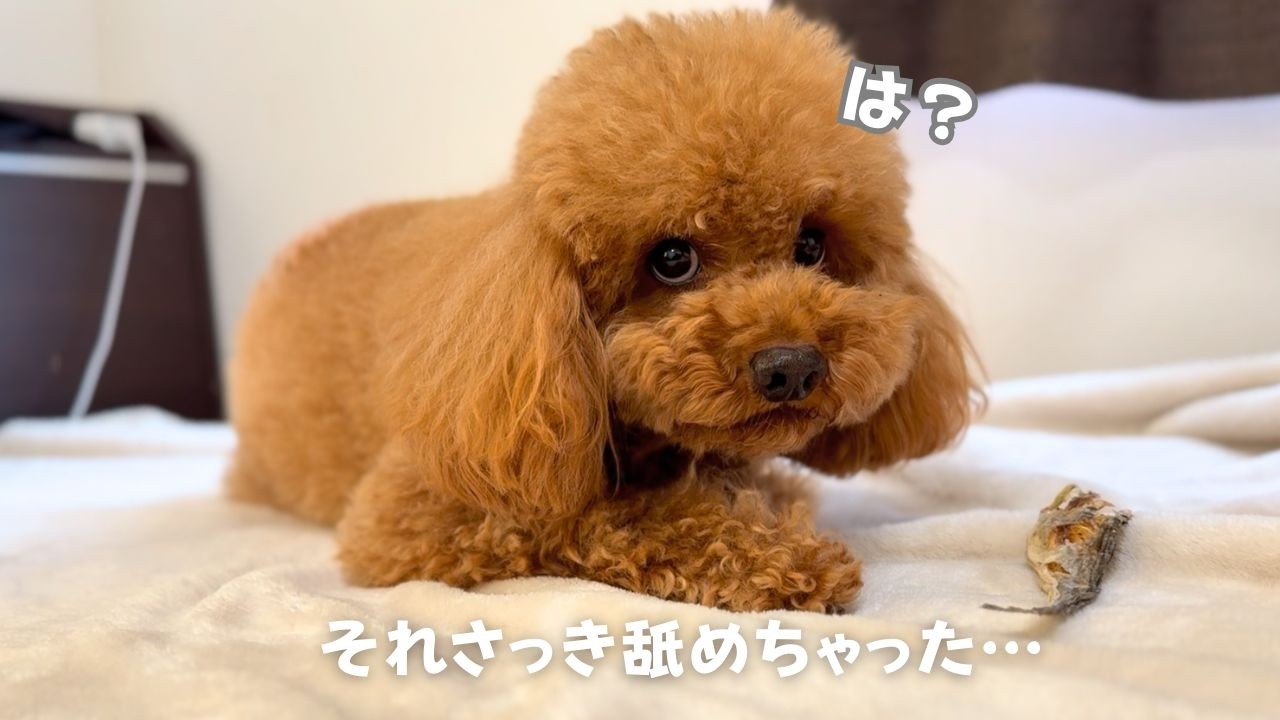 おやつ食べてる犬に「舐めた」事伝えたらブチギレられた【多頭飼い】