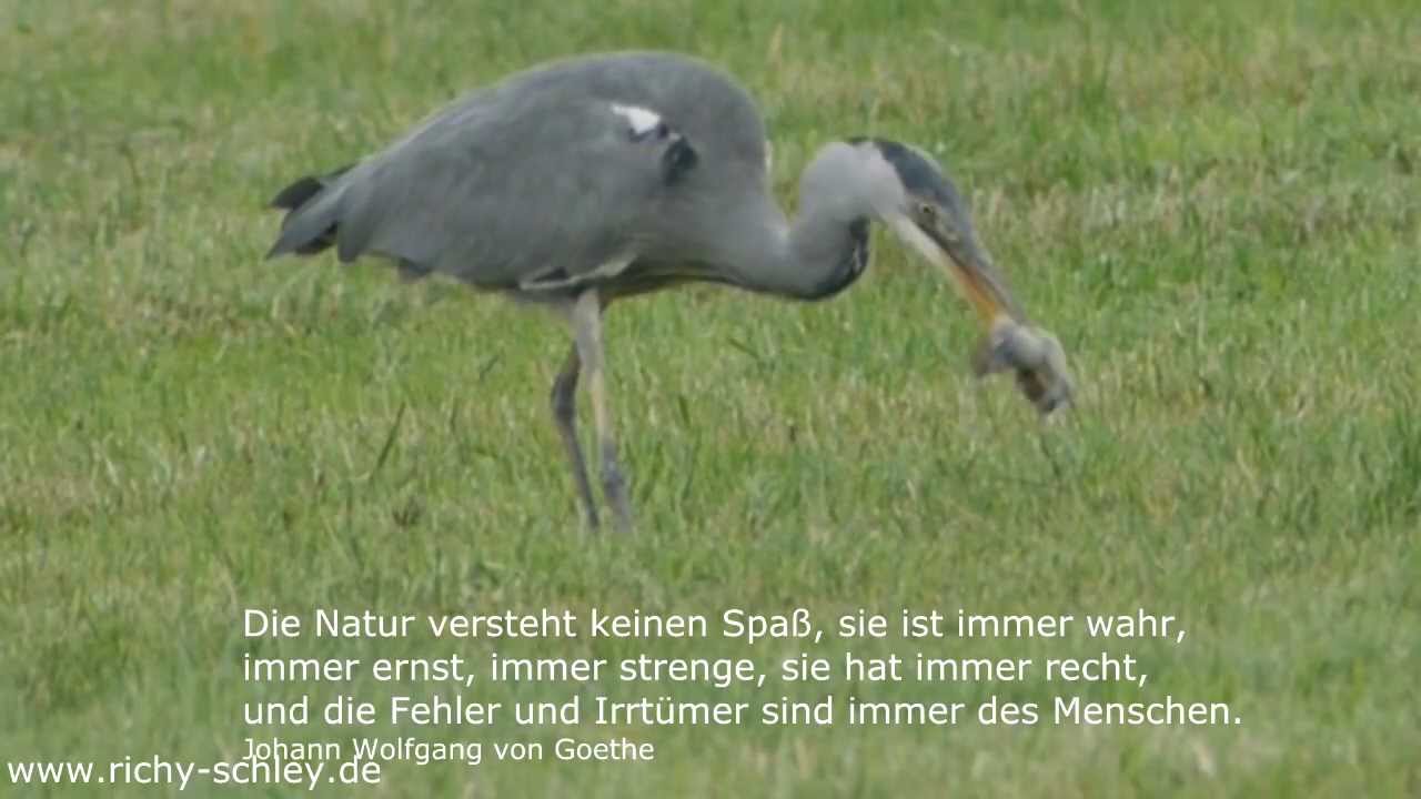 Reiher jagen M&auml;use - Herons hunting mice