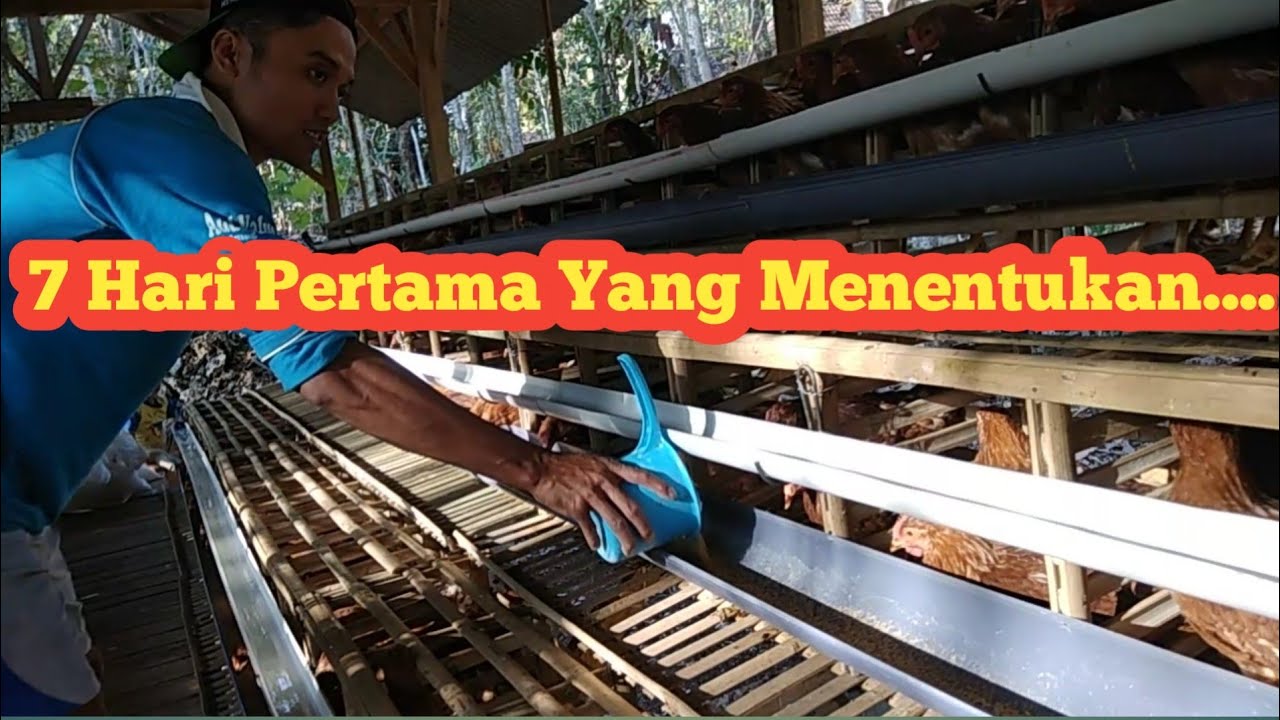#24 Perawatan 7 Hari pertama setelah pullet/bibit datang (Step by Step Bagian 4)