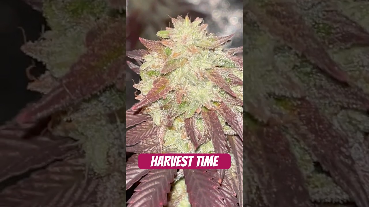 Mimosa Gushers Strain Flower Day 57 XXL LST Scrog  #420 #seedtoharvest #crazybud