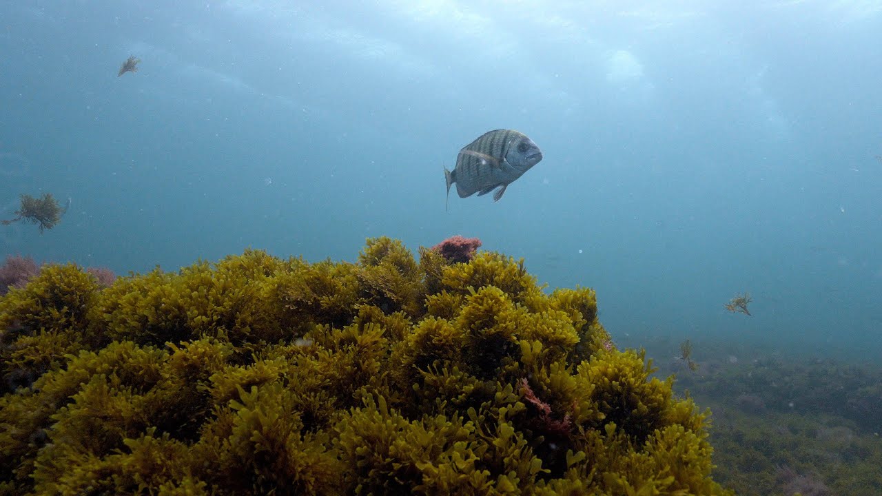 Scuba Diving in Tarifa Spain, october 2023 Dive 2