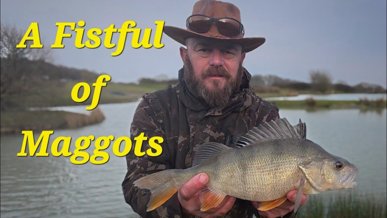 A Fist Full Of Maggots - Stillwater Chub & Perch (with added Carp and surprises)