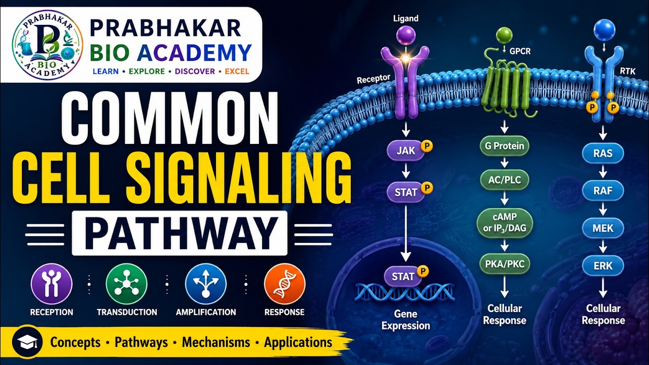 Common Cell Signaling Pathway