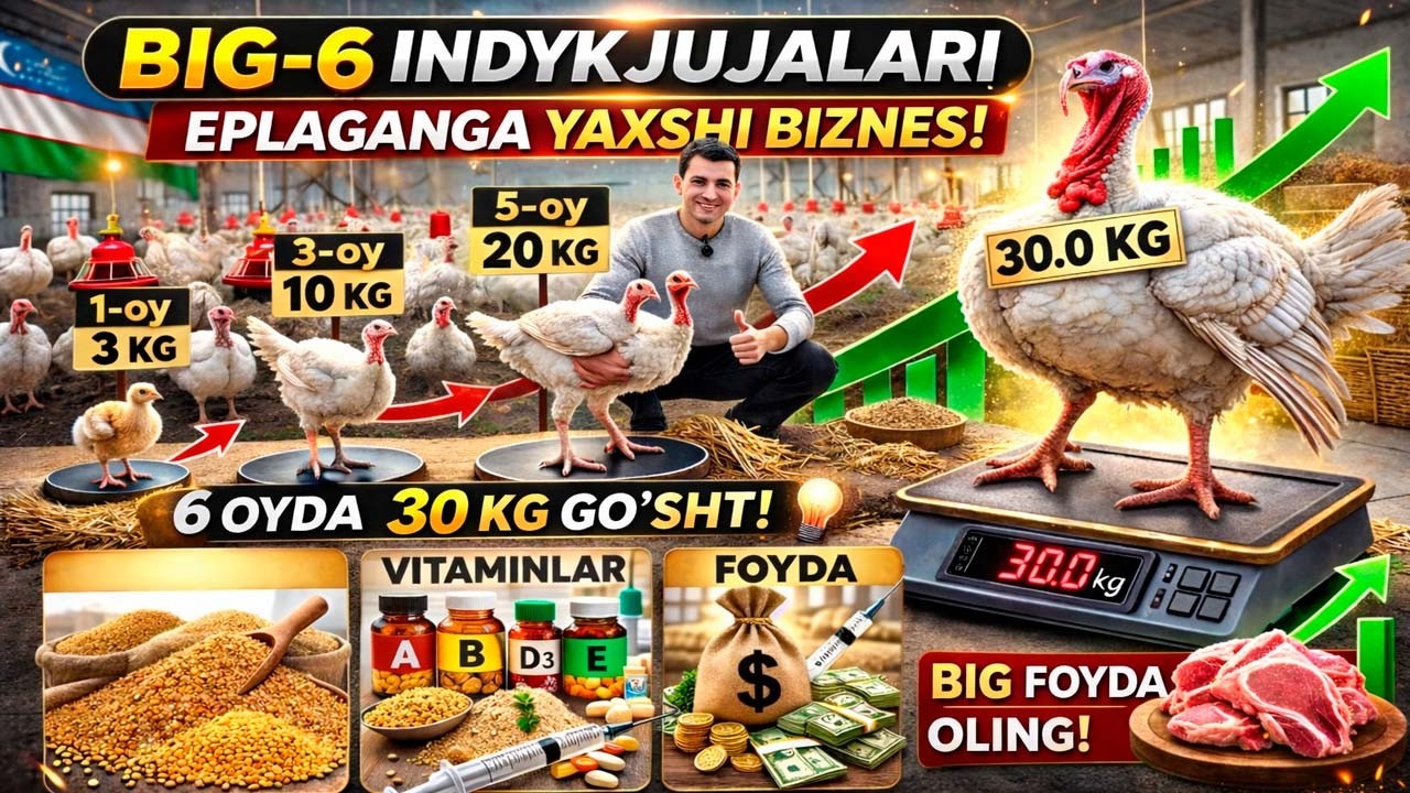 Big 6 bironza 808 6 oyda 30 kilogramgacha go`sht beradi