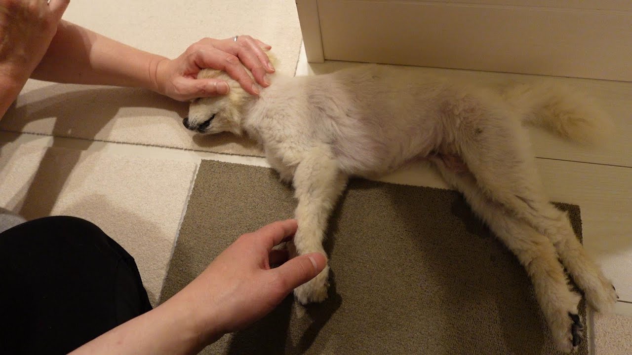 【閲覧注意】【亡くなる 】最期の時は突然でした　【虹の橋】