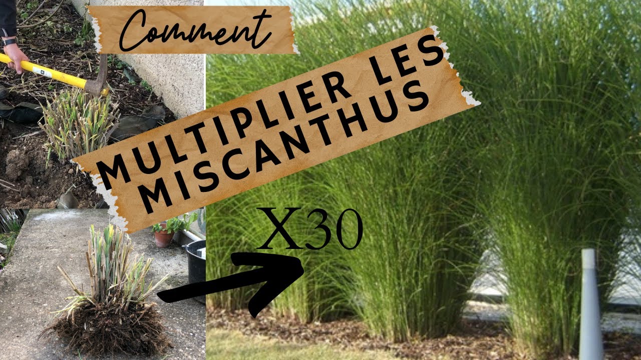 🌱Comment multiplier les graminées par division de touffes🌱TUTO