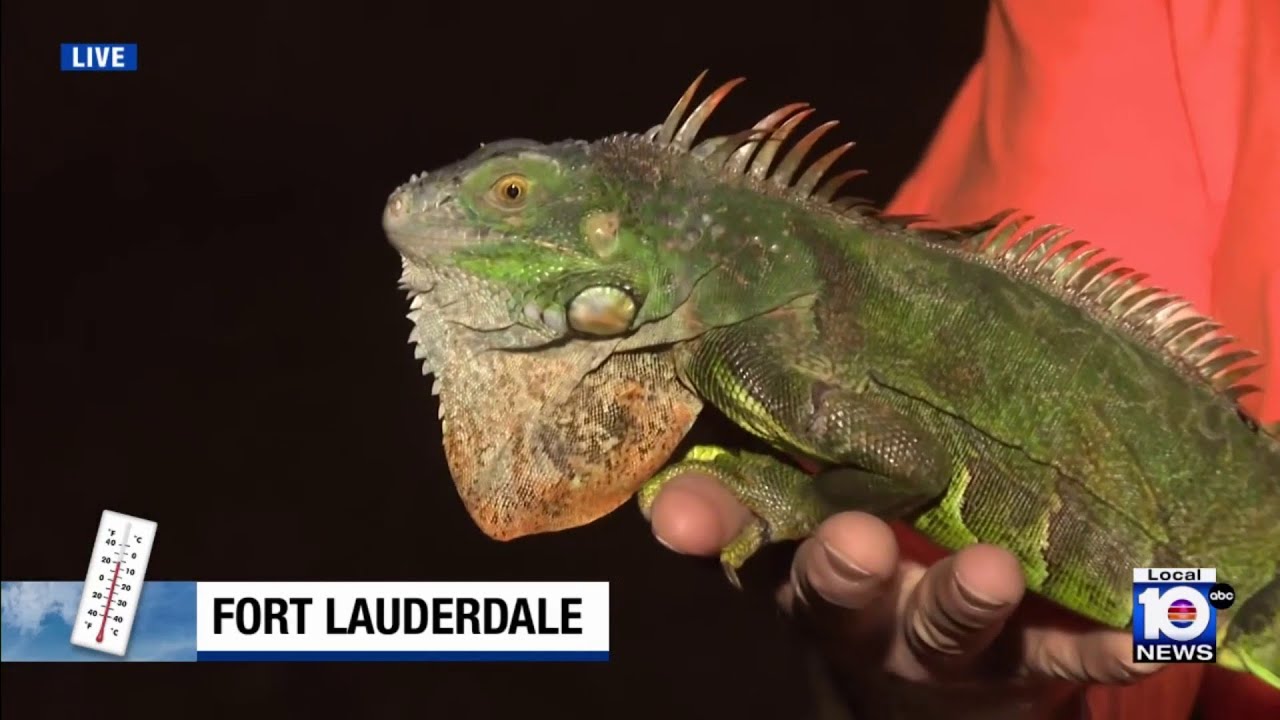 Cold snap affecting South Florida wildlife
