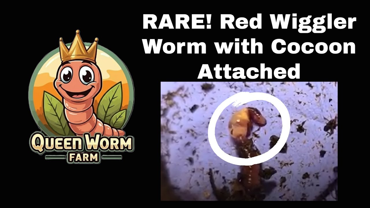 RARE! Red Wiggler Worm with Cocoon Attached!