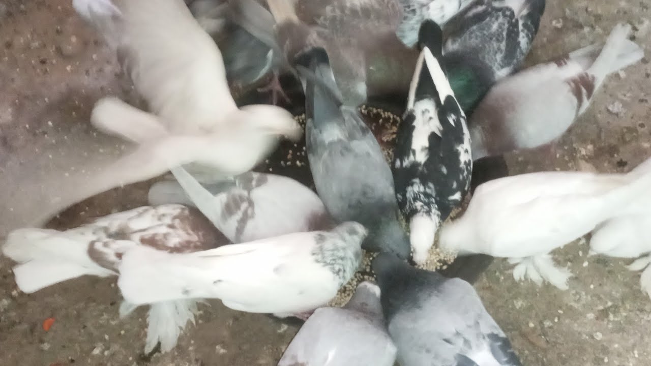 اصحاب الخبره ممكن يساعدوني في تربيه الحمام لاول مره علي سطحي ولا اعرف عنه شيء