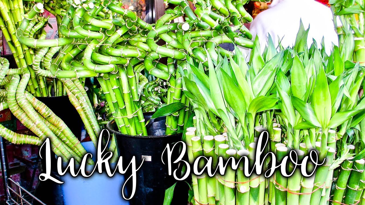 22 Things to Know About Growing & Caring For Lucky Bamboo / Joy Us Garden