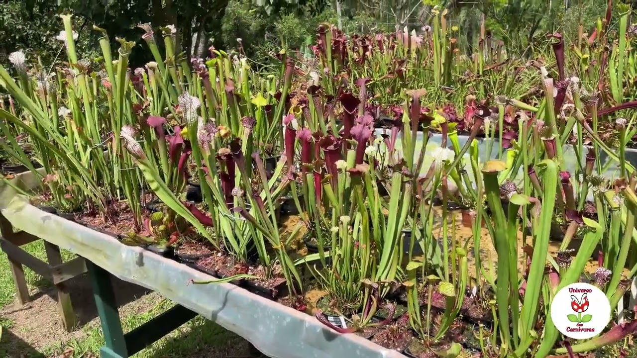 Sarracenia | Qual o jeito certo de cultivar?