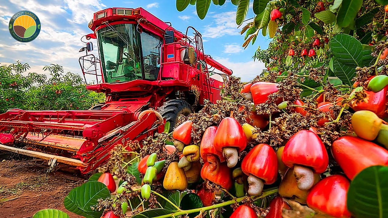 How Farmers Harvest 3.9 Million Tons of Cashew Nuts and Process Them This Way | Farming Documentary