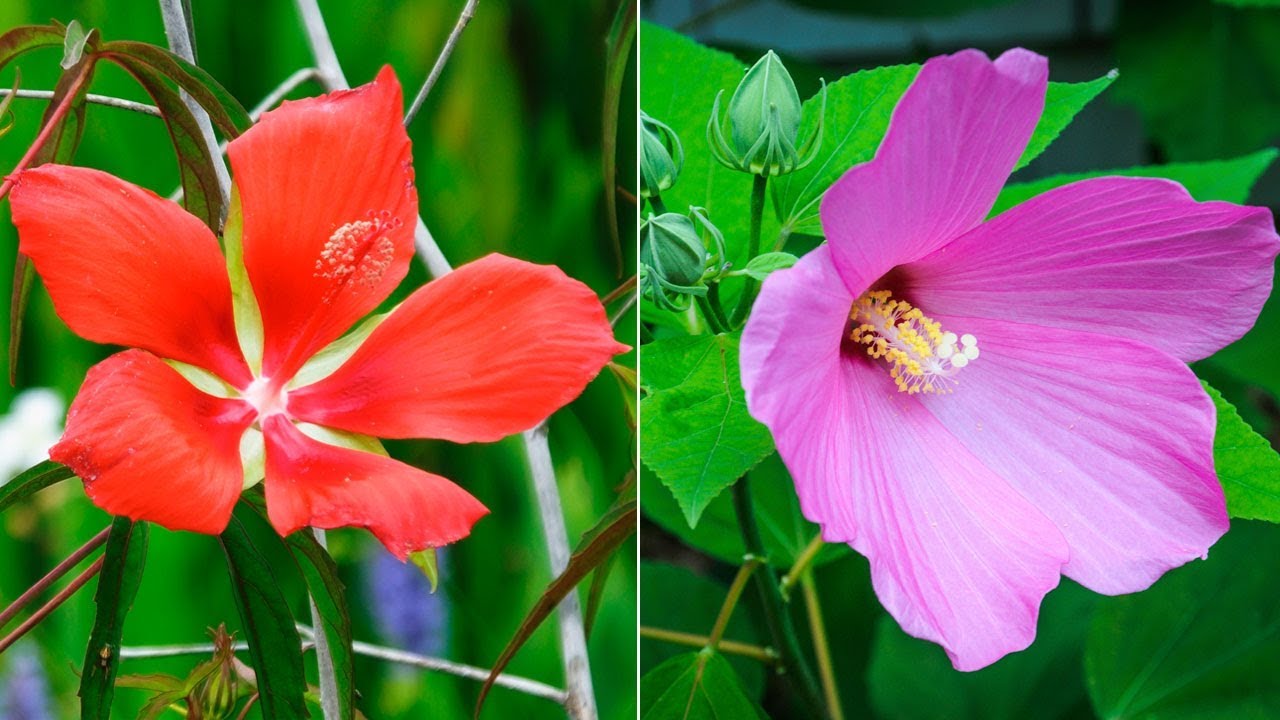 Dos variedades de hibiscus o hibisco - Decogarden - @Jardinatis