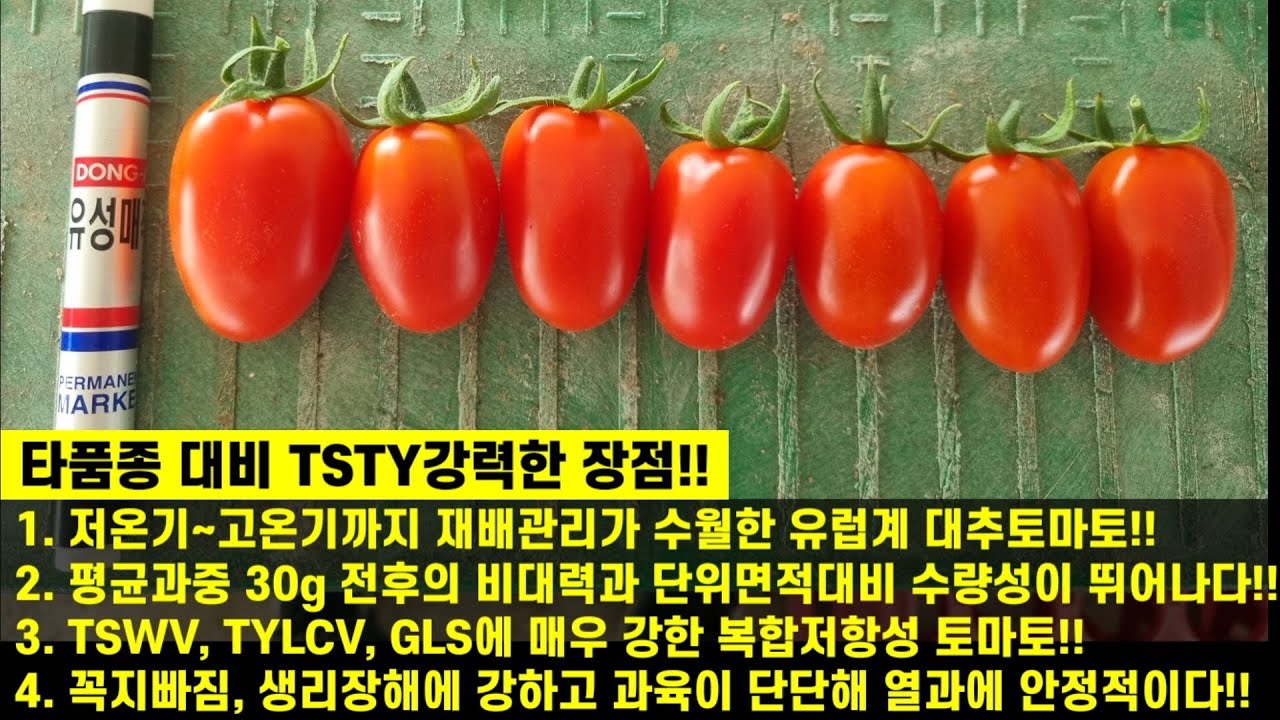 [TSTY강력한]재배검증완료로 탁월한 비대력과 수량성!! 내병성!! 농가소득에 도움되는 