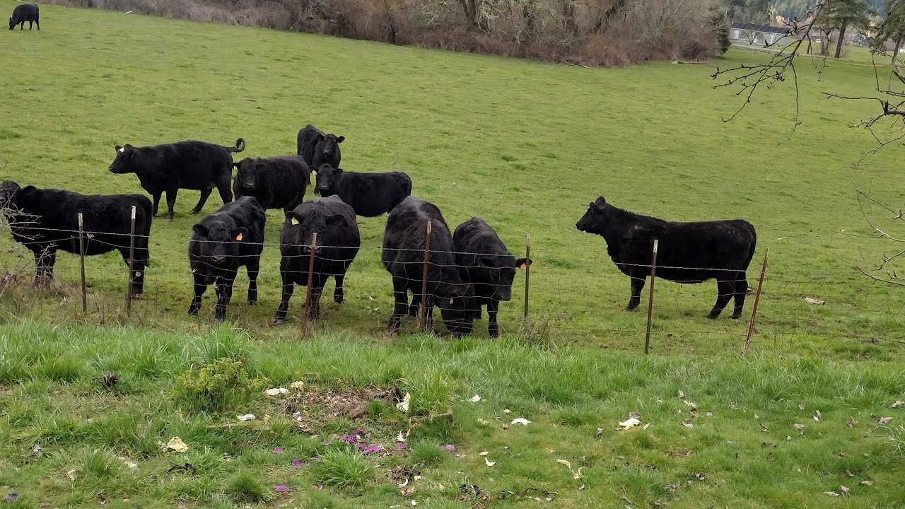 THEY ARE BACK #cows 999 Show Offers a different Point of View