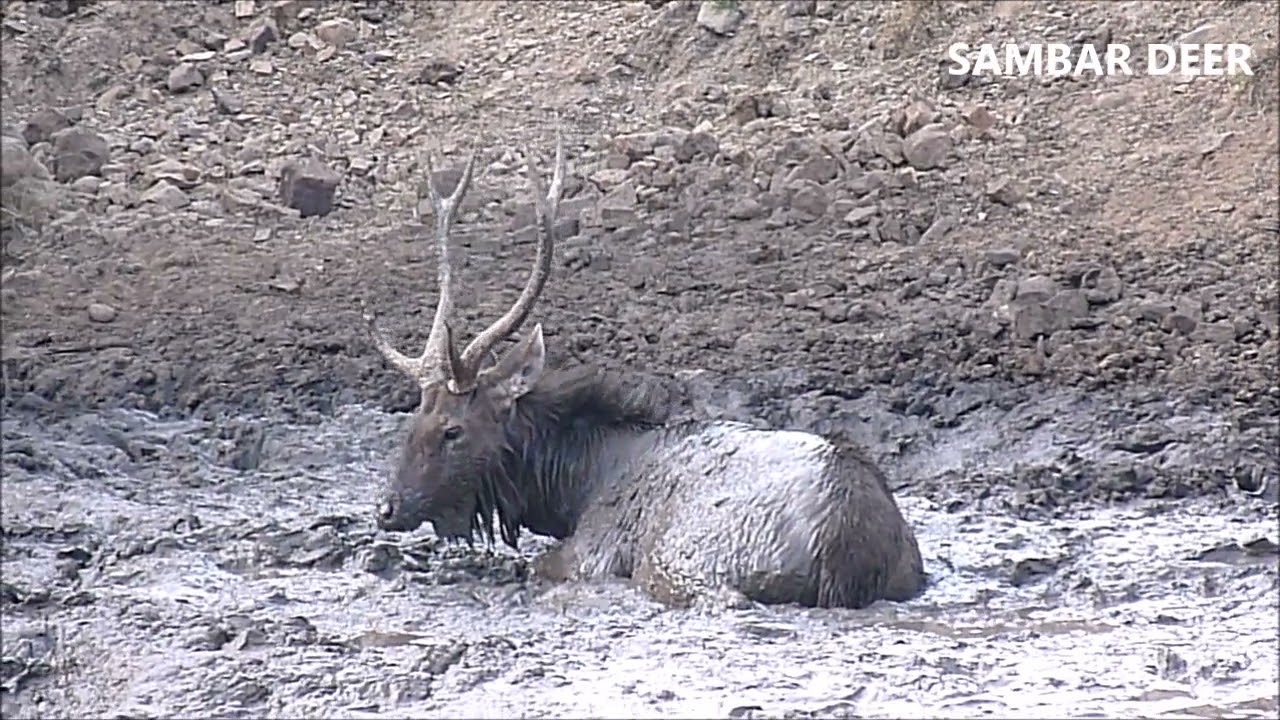 SAMBAR MUD BATH, Largest Deer in India, Sambar Deer in Mud