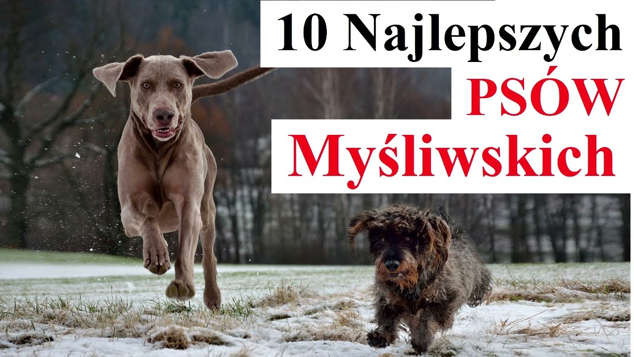 10 Najlepszych Psów MYŚLIWSKICH