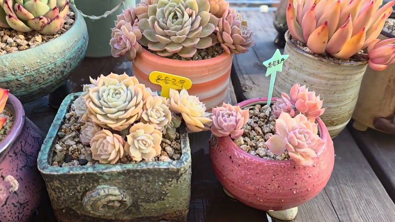 머큐리#온슬로우#방울복랑금#라울#크라바쯤