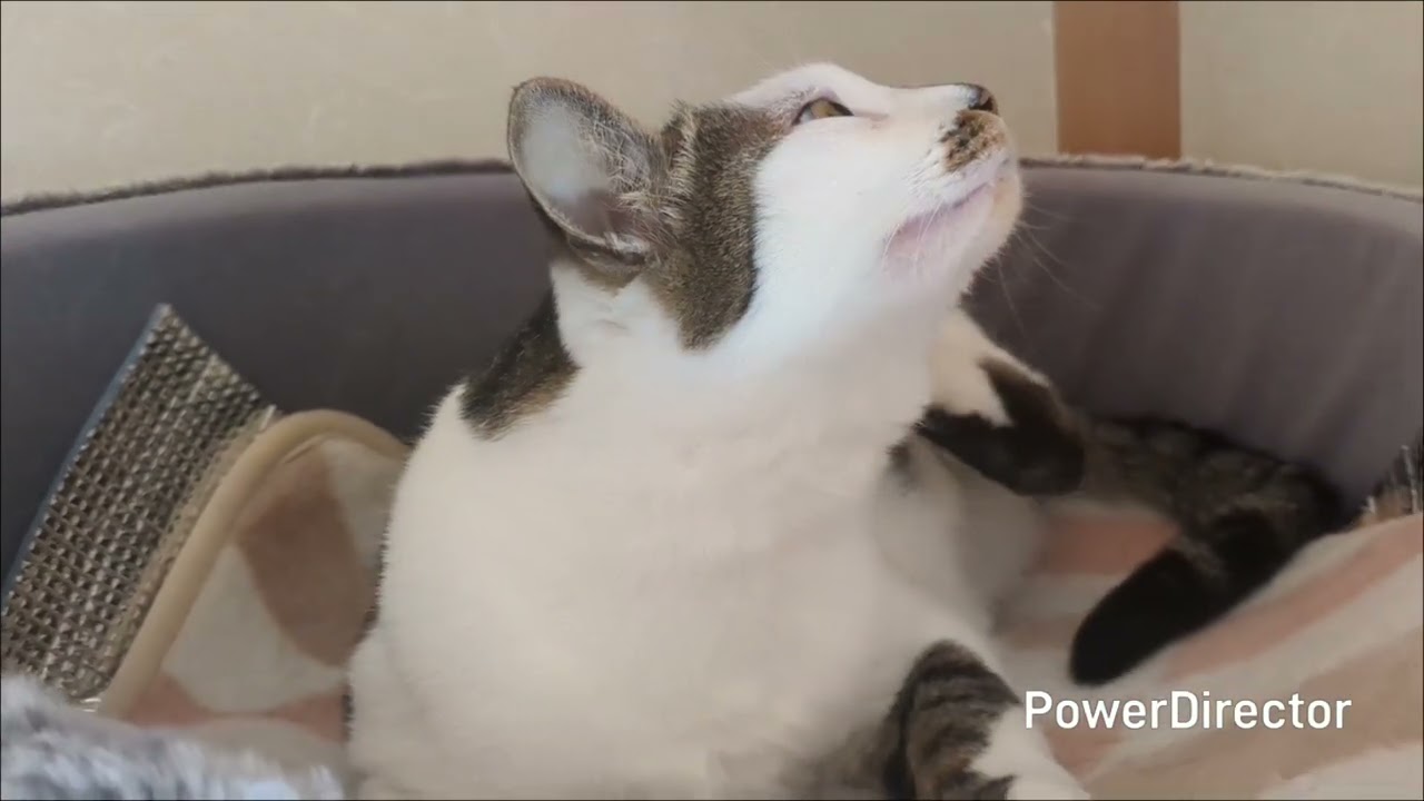 いつもの朝ニャア６