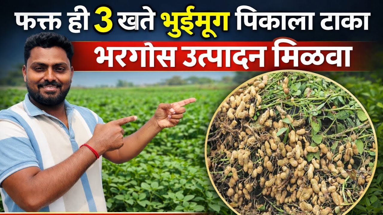 फक्त ही ३ खते भुईमूग पिकाला टाका व भरगोस उत्पादन मिळवणार #भुईमूग 