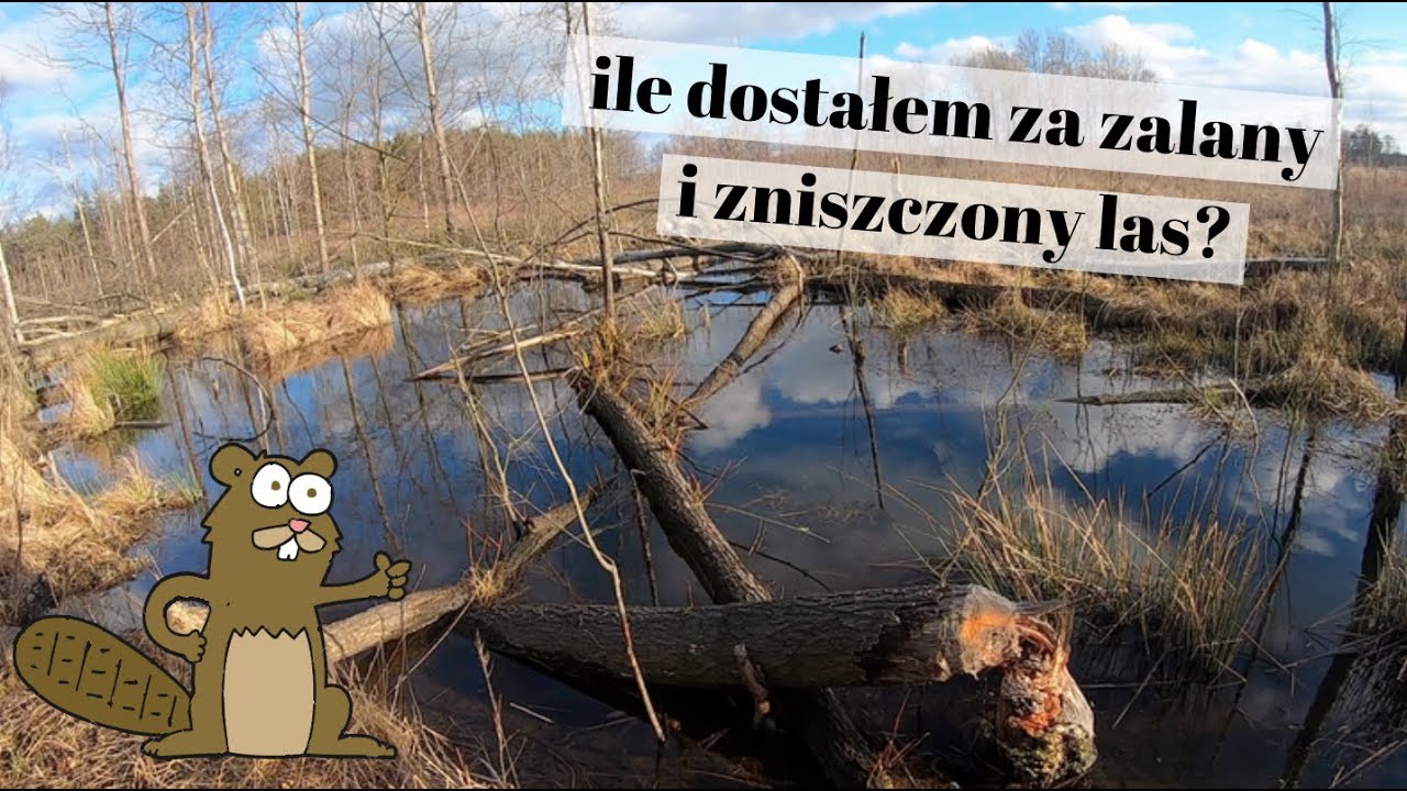 Jak wygląda odszkodowanie za szkody wyrządzone przez bobry.