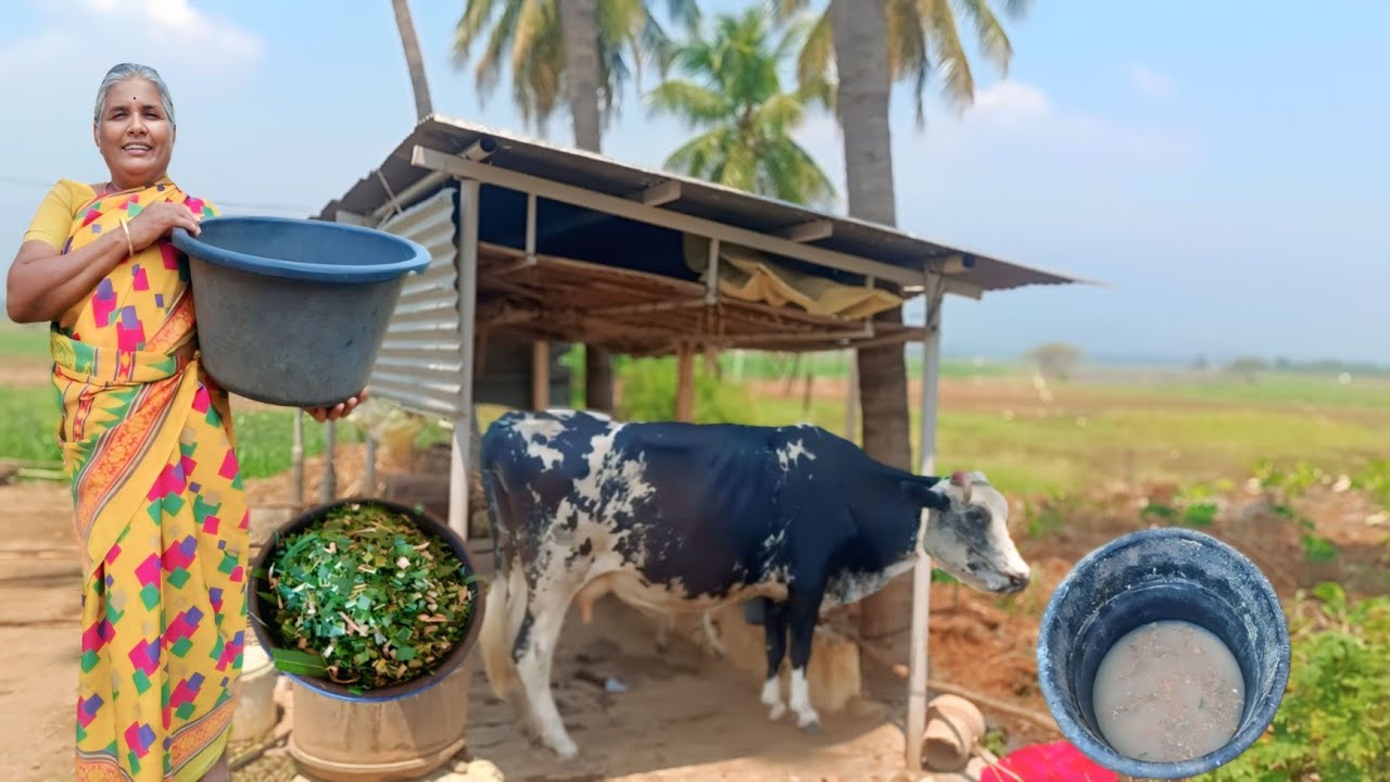 1500 ரூபாய் குத்தகையில் பாவானிசாகர் நீர் தேக்கத்தில் மாடுகள் வளர்க்கும் அம்மா | Siva Arun Tv