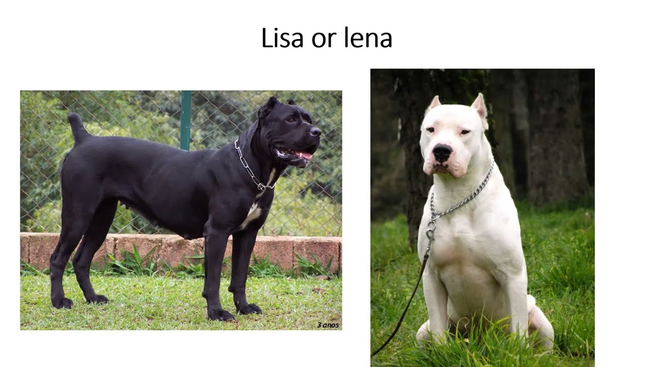 Lisa Or Lena Dogs Edition