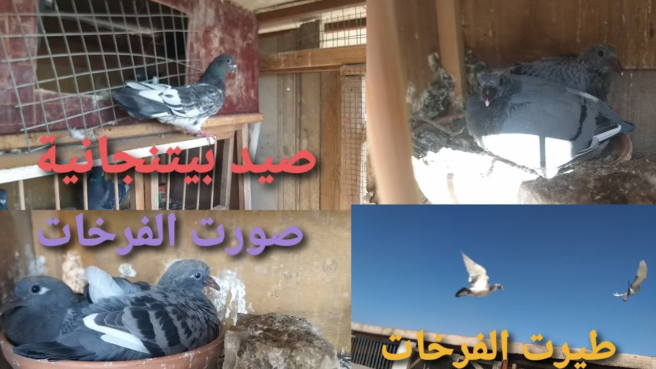 طيرت الفرخات 👍مع تصوير الخانات 💓+ صيد بيتنجانية ✅