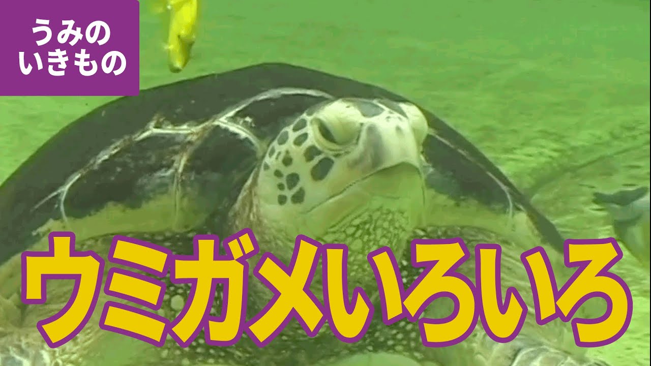水の生き物（13）ウミガメのなかま：アオウミガメ／アカウミガメ／タイマイ