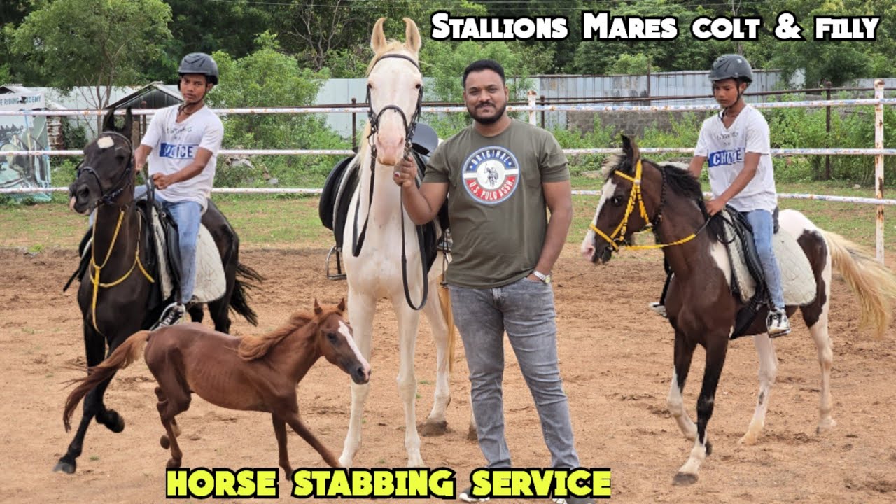 Stallions Mares colt & filly available in Hyderabad | baby horses | horse stabling service in Hyd 