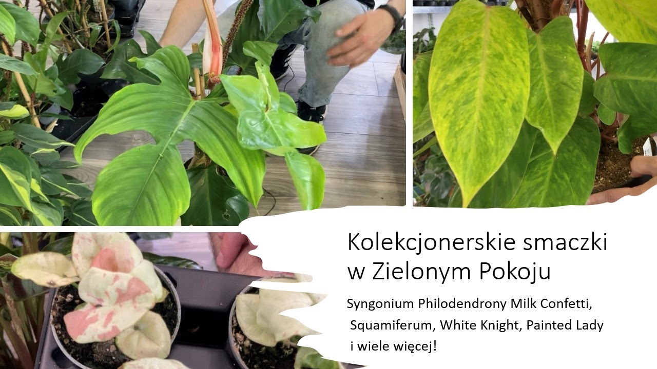 Roślinny zawrót głowy w Zielonym Pokoju! Atrakcyjne ceny między innymi Philodendron Squamiferum :-)