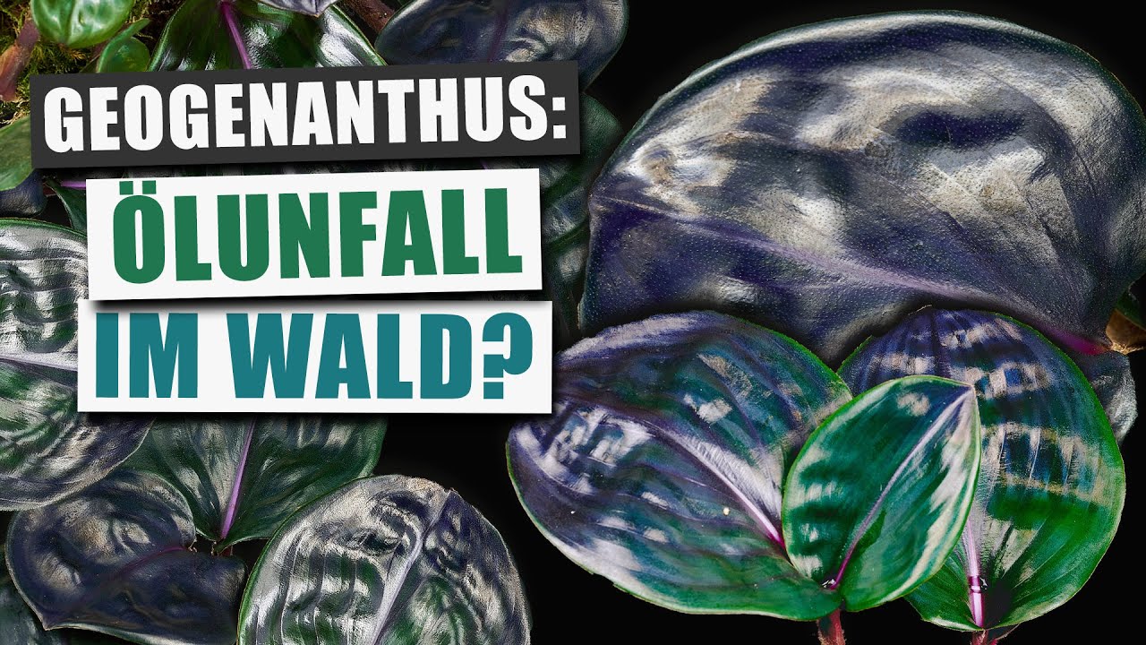 Geogenanthus ciliatus - Unaussprechlich schön | Pflanzen-Portrait