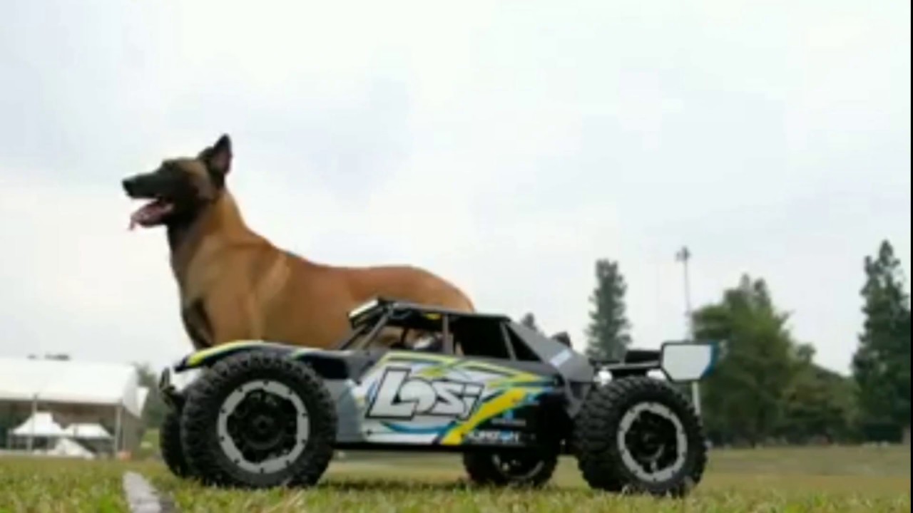 Insane speed of Belgian Malinois