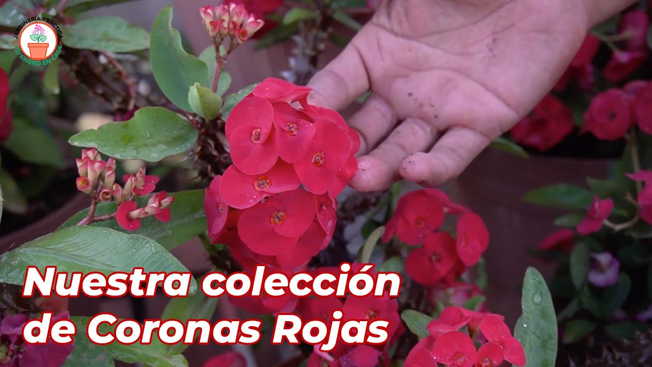 Coronas de Cristo Rojas. Nuestra Colección