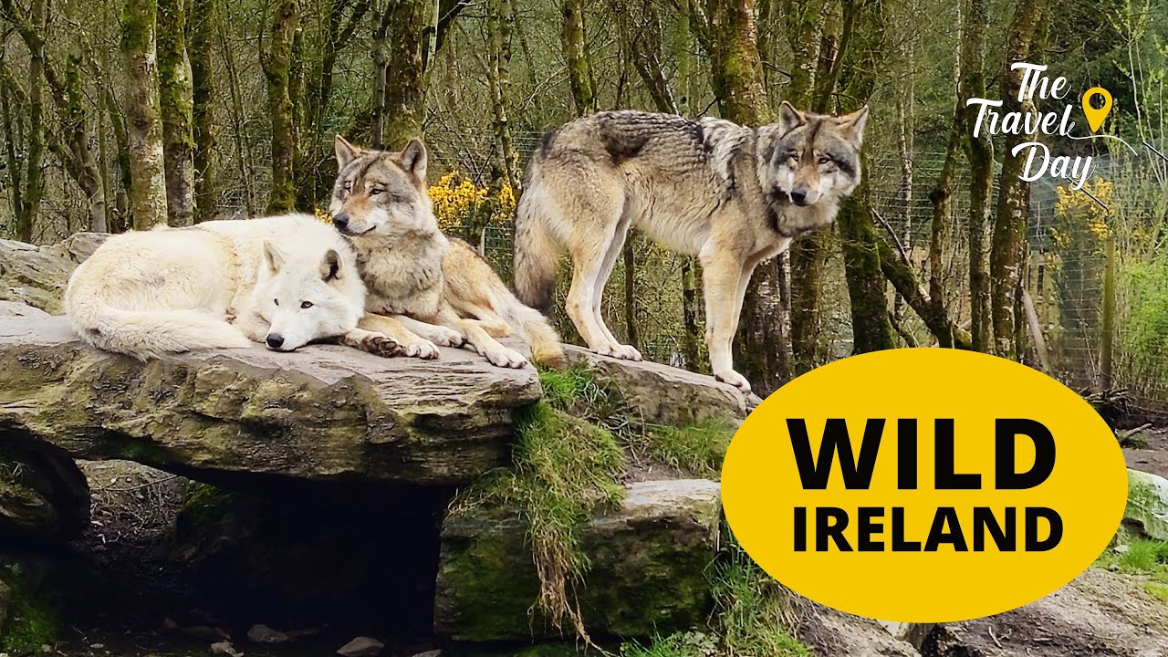 Wild Ireland 🐾 Donegal Wildlife Park, Ireland | Walking Tour
