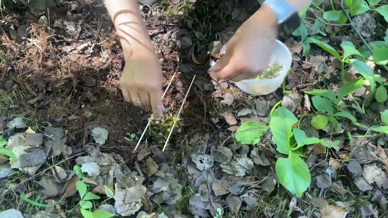 Земляная свеча для очищения из леса