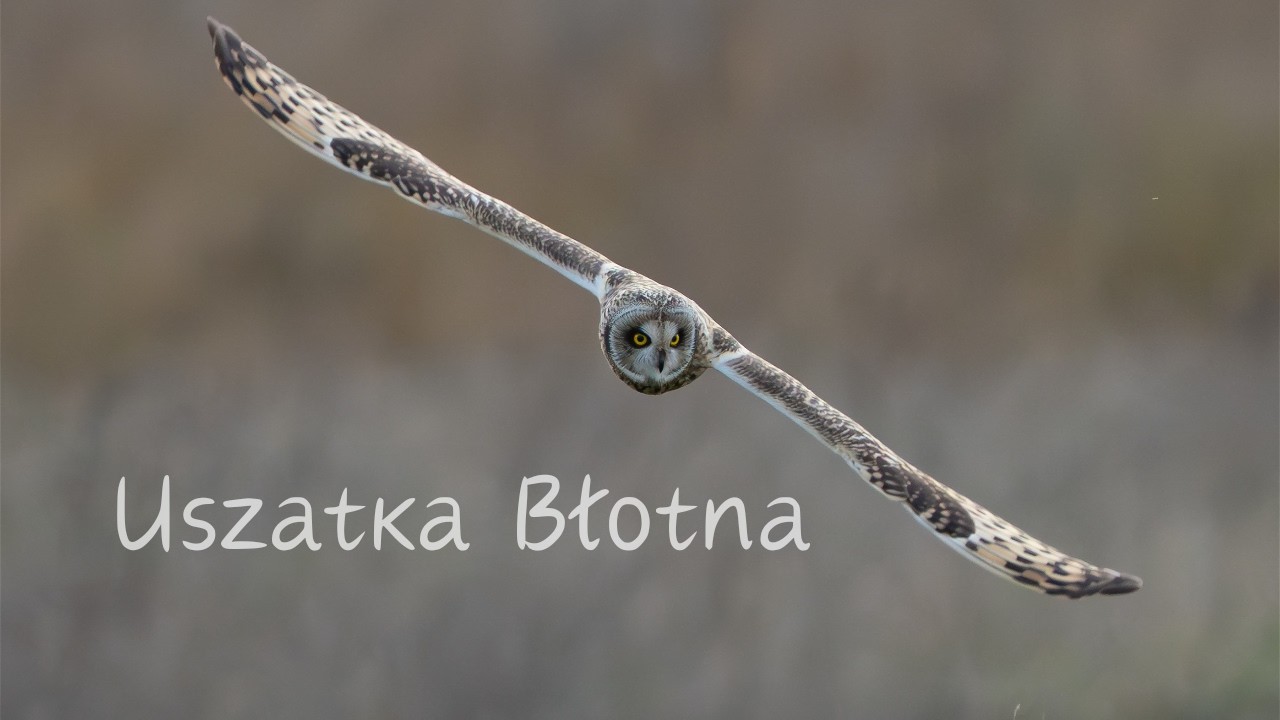 Uszatka Błotna // fotografia Przyrodnicza // sowy // sony a1 //sony 200-600 //